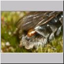 Stylops melittae - Faecherfluegler w03 an Andrena vaga.jpg